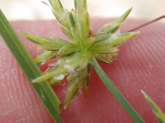 Cyperus grayi