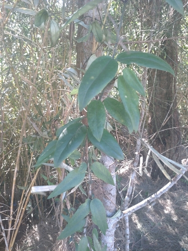 Tylophora japonica iNat (3)