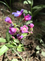 Hackelia velutina