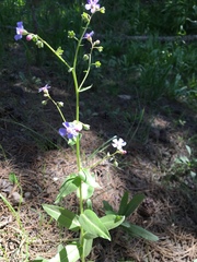 Hackelia velutina