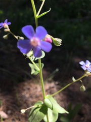 Hackelia velutina