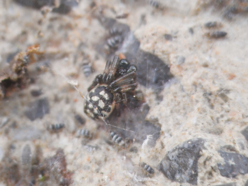White-spotted False Widow, İzmir, Türkiye, photo 8 of 10