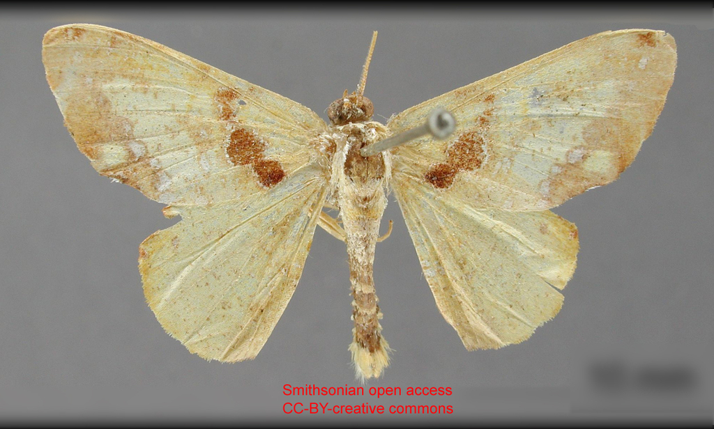 Trotogonia niphe