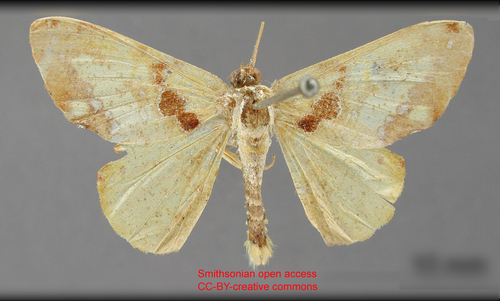 Trotogonia niphe
