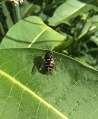 Stratiomys badia