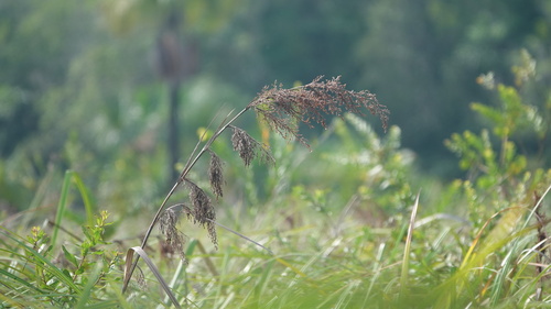 Burr Sedge (Lagenocarpus guianensis)