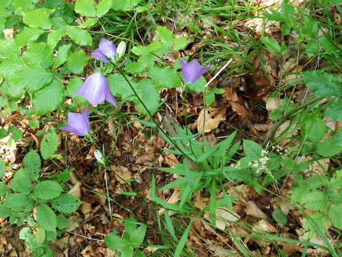 zvonček broskyňolistý (Campanula persicifolia)