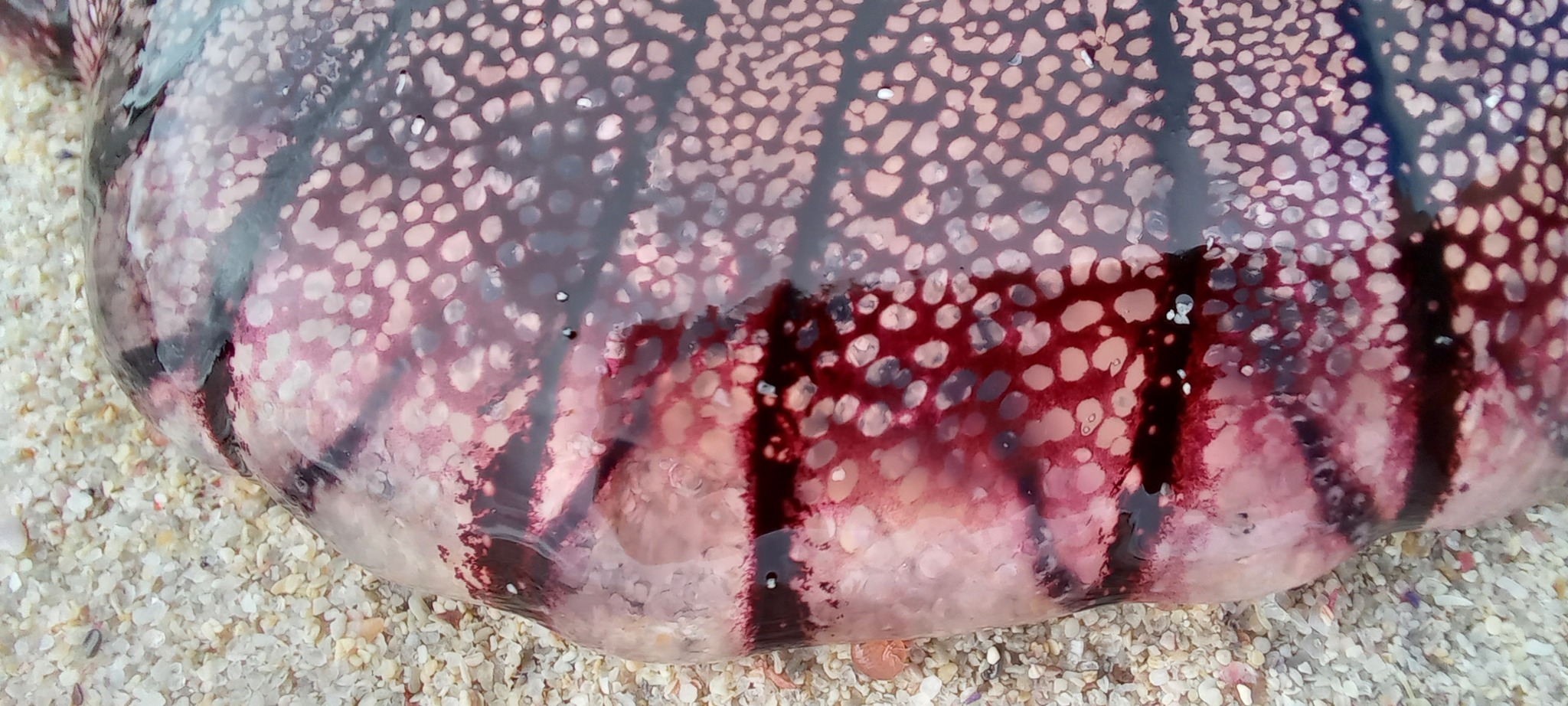 Chrysaora agulhensis Ras, Neethling, Engelbrecht, Morandini, Bayha, Skrypzeck & Gibbons, 2020