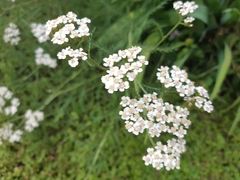 Achillea millefolium
