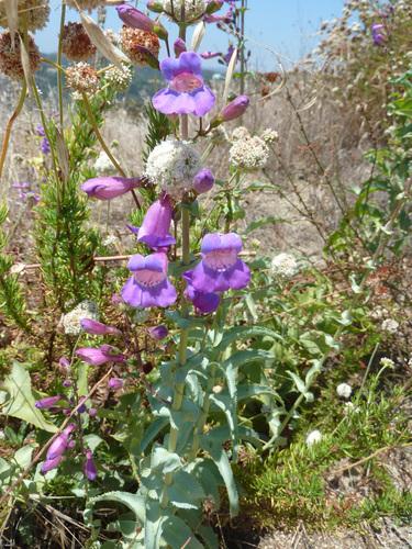 Penstemon spectabilis var. subviscosus
