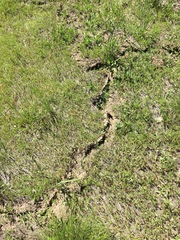 Thomomys monticola