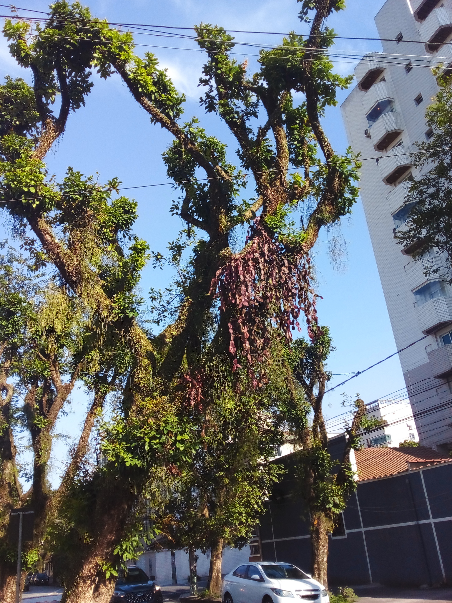 Imagem de Cacto-macarrão