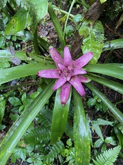 Nidularium rutilans, photograph author not stated, no rights reserved