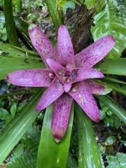 Nidularium rutilans, photograph author not stated, no rights reserved