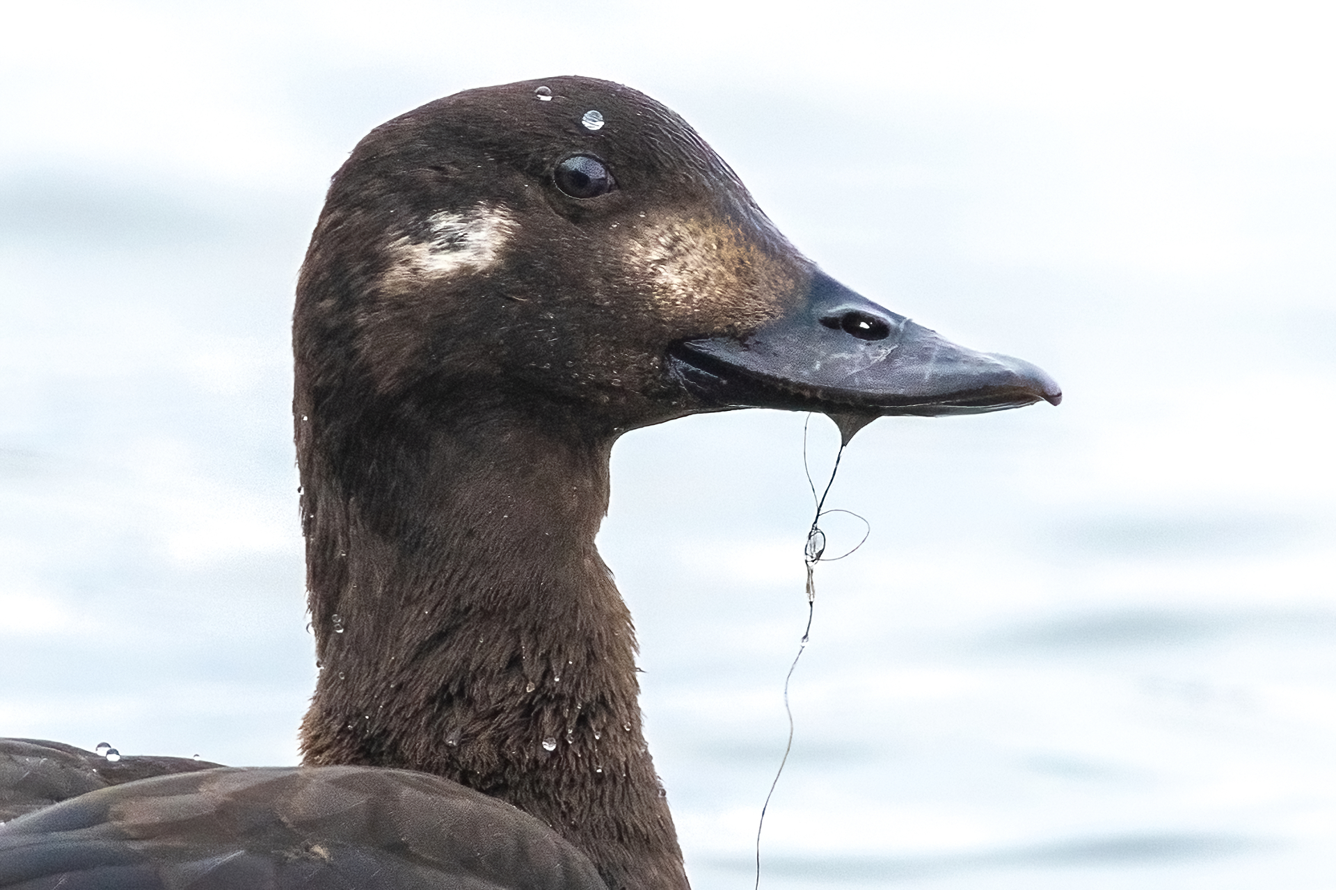 Velvet Scoter (Melanitta fusca)