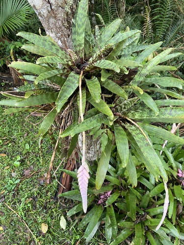 Leopard Brom (Vriesea pardalina)