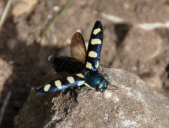 Buprestis octoguttata