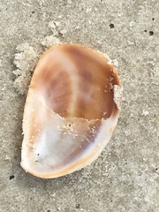 Crepidula fornicata image