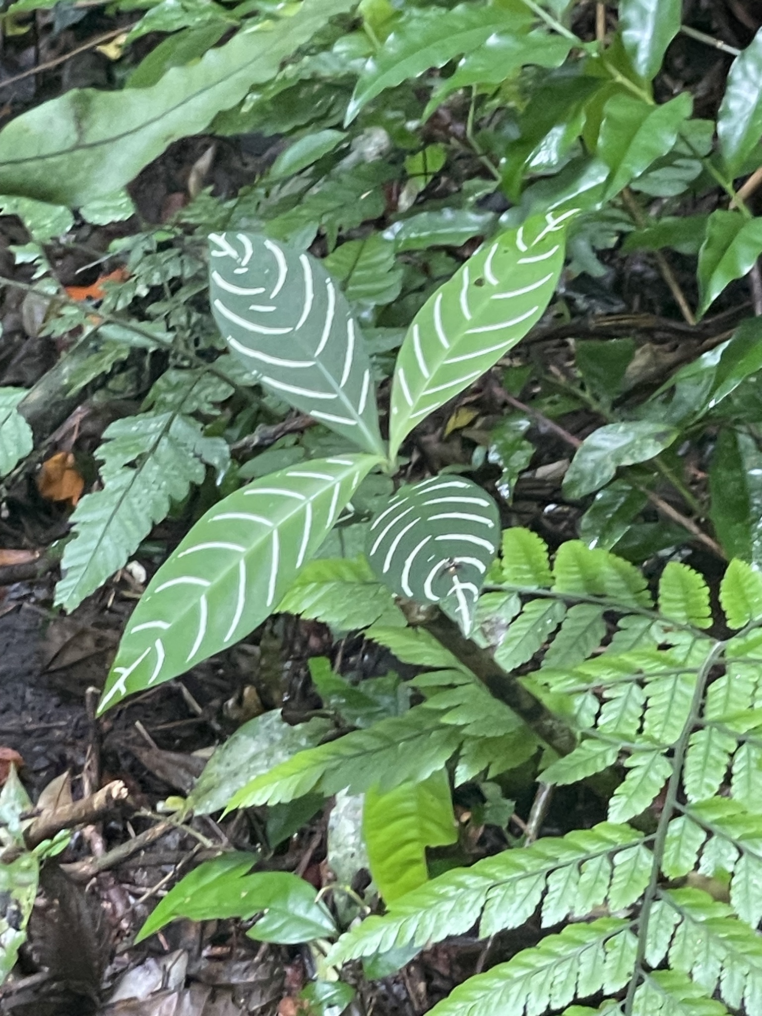 Imagem de Planta zebra