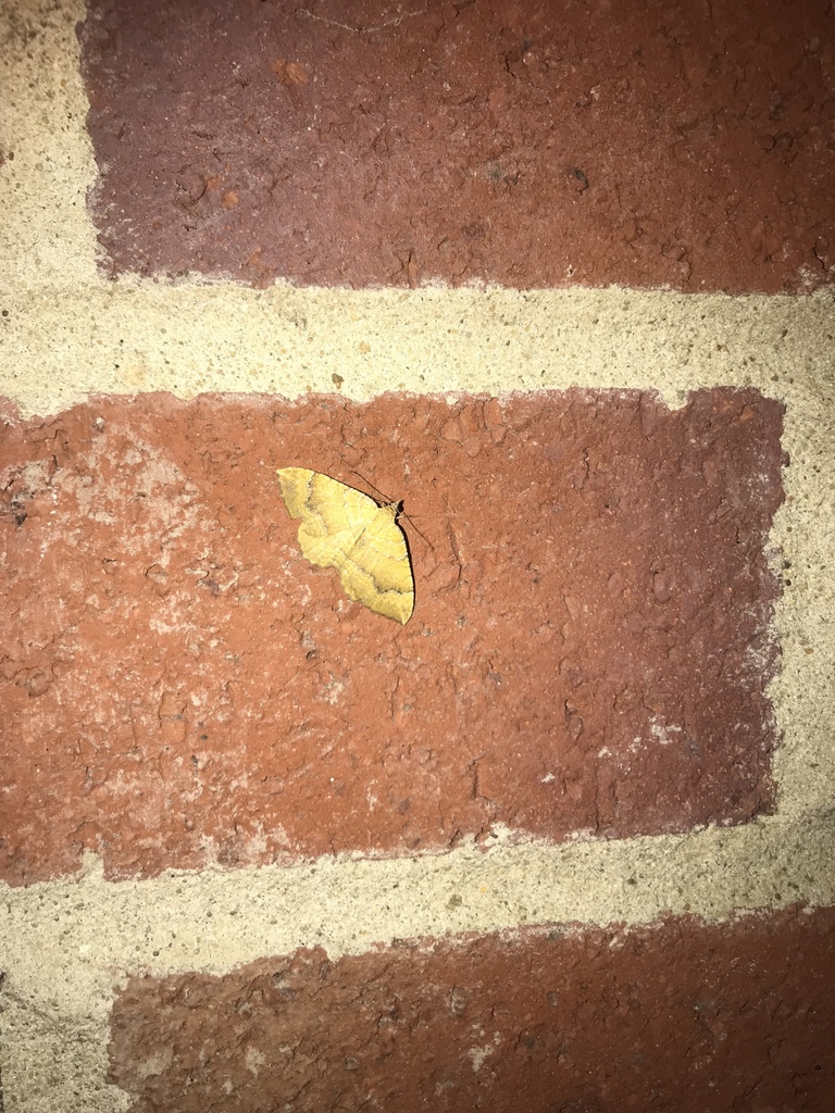 Yellow Shell Moth from 3 Eglingham Way, Morpeth, England, GB on July 19
