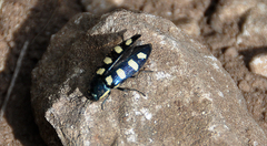 Buprestis octoguttata