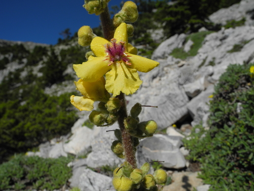 Verbascum epixanthinum