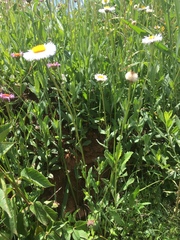 Erigeron pubescens