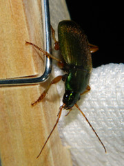 Chlaenius sericeus