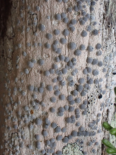 Sigridea californica, 2024-09-18