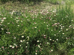 Erigeron pubescens