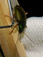 Chlaenius sericeus