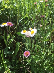 Erigeron pubescens
