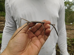 Cladomorphus marcelloi