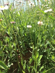 Erigeron pubescens