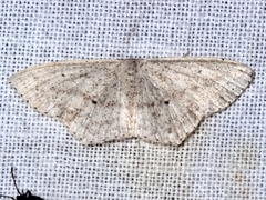 Scopula perlata