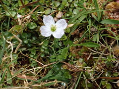 Cardamine pratensis