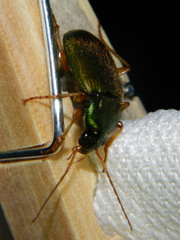 Chlaenius sericeus