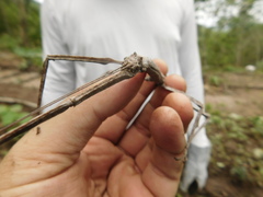 Cladomorphus marcelloi