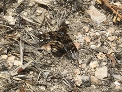 Thyridanthrax nugator