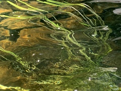 Potamogeton epihydrus