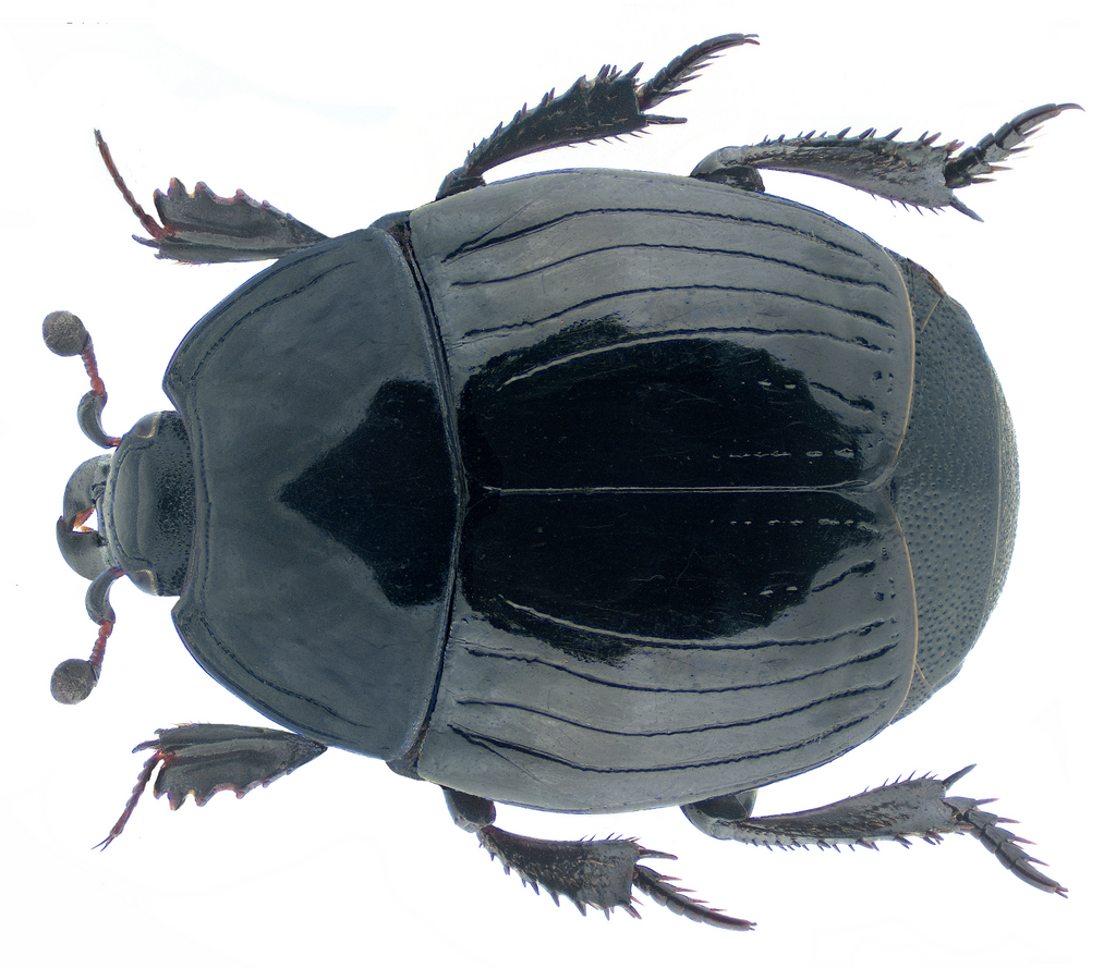 Margarinotus brunneus