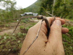 Cladomorphus marcelloi