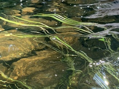 Potamogeton epihydrus