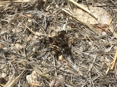 Thyridanthrax nugator