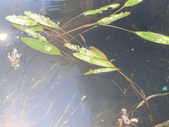 Potamogeton epihydrus