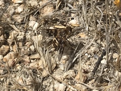 Thyridanthrax nugator