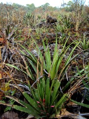 Hechtia chichinautzensis