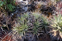 Hechtia chichinautzensis