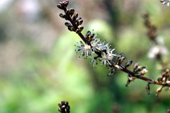 Hechtia chichinautzensis