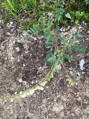 Hedysarum sulphurescens
